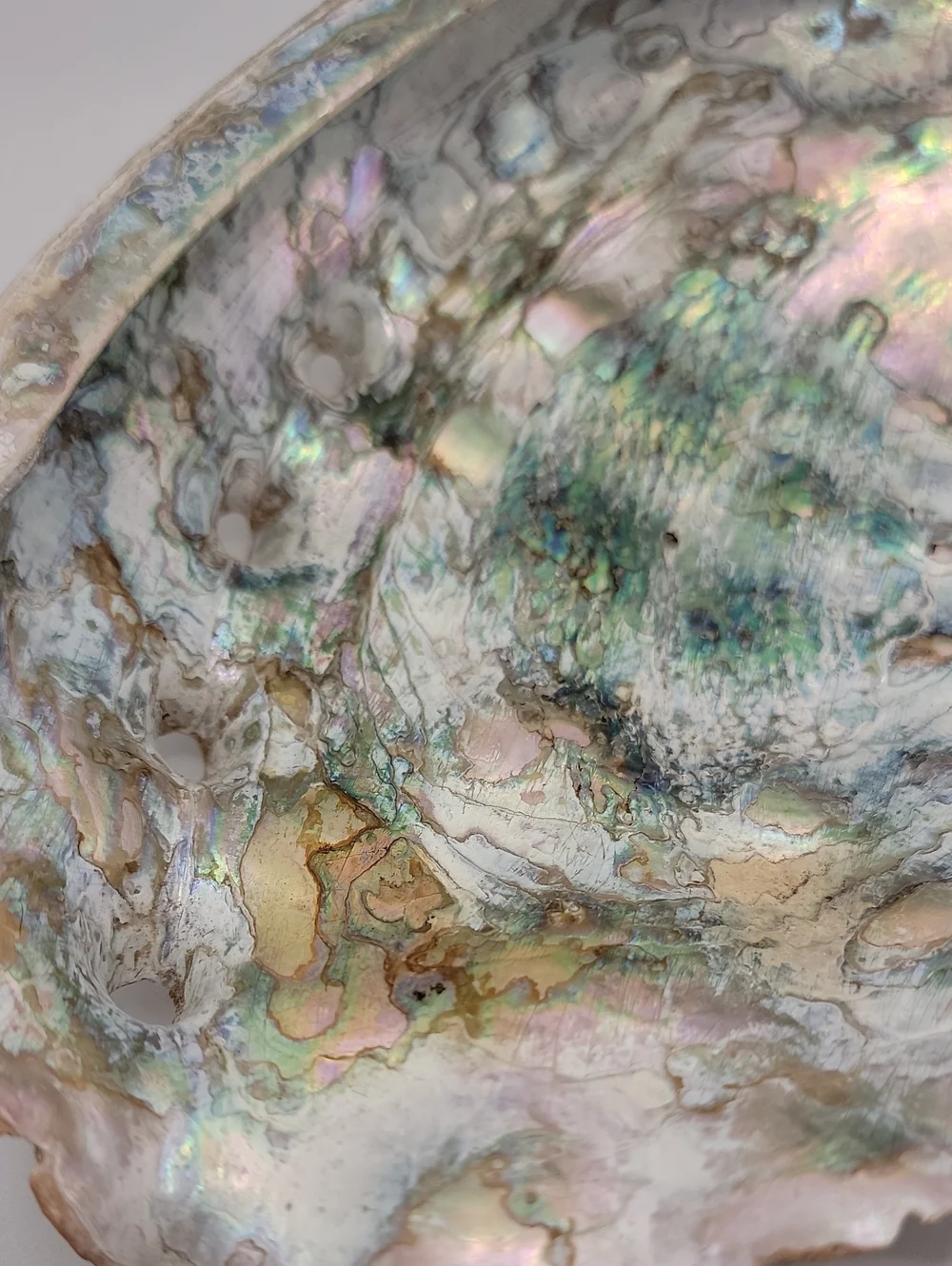 Iridescent Abalone Shell Vintage Natural - Green & Pink Accents 8